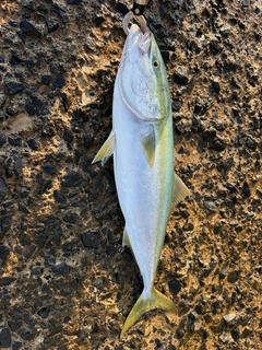 ワラサの釣果