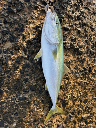 ワラサの釣果