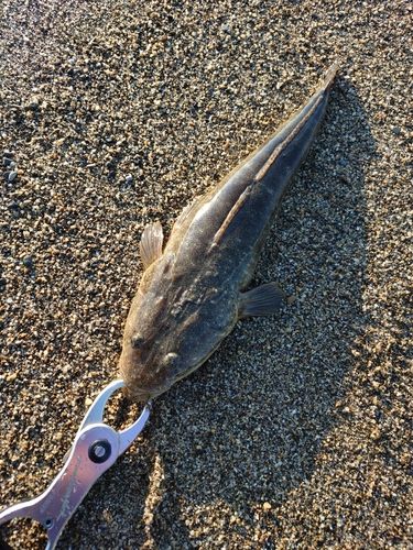 マゴチの釣果