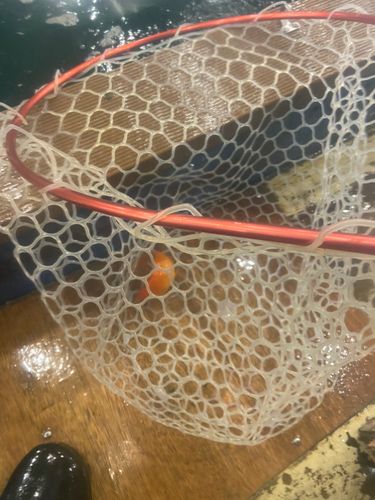 キンギョの釣果
