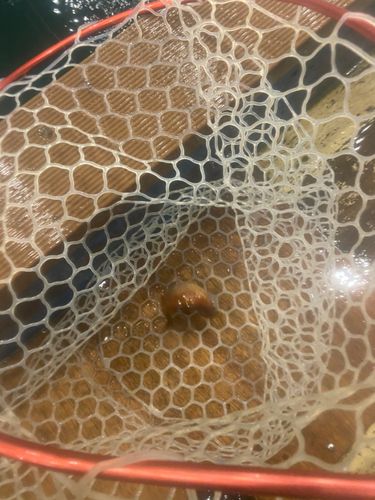 キンギョの釣果