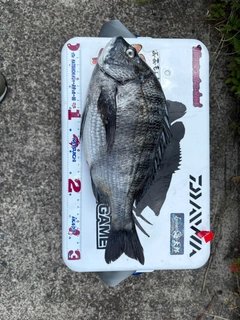 キビレの釣果