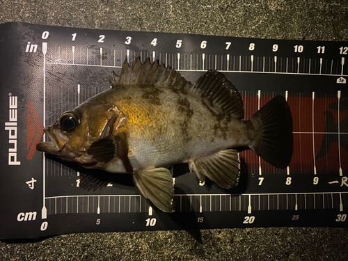 シロメバルの釣果