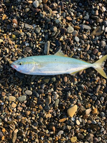 ワカシの釣果