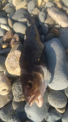 ホッケの釣果