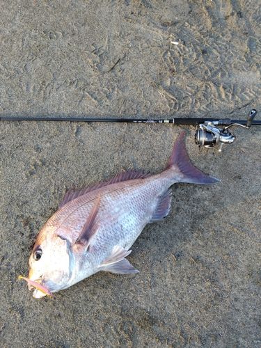 タイの釣果