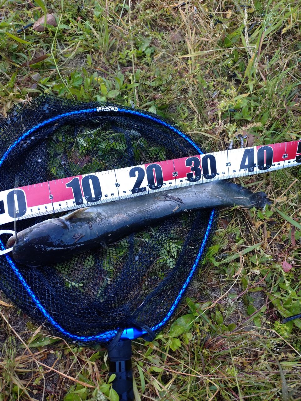 ナマズの釣果写真