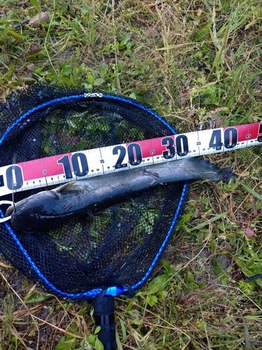 ナマズの釣果