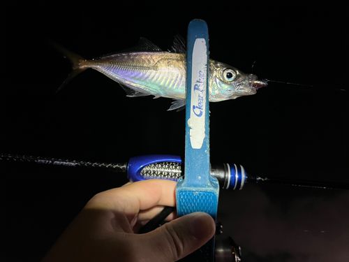 マアジの釣果