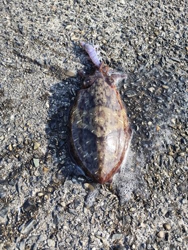 コウイカの釣果