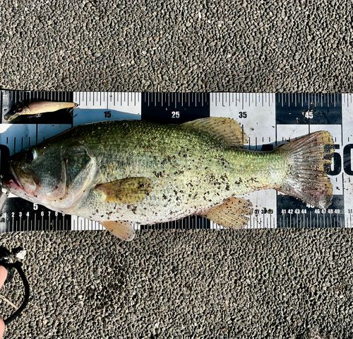 ブラックバスの釣果