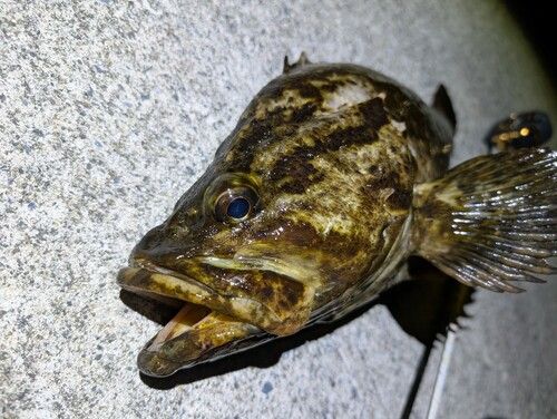 タケノコメバルの釣果
