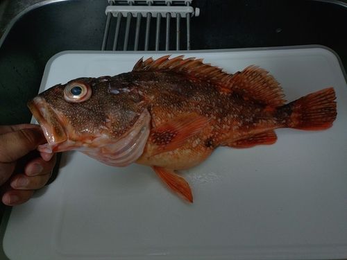 ウッカリカサゴの釣果