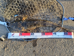 マゴチの釣果