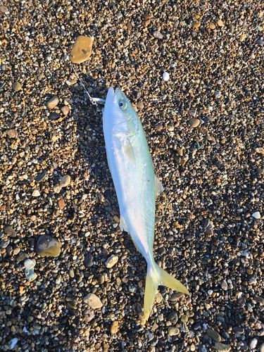 イナダの釣果