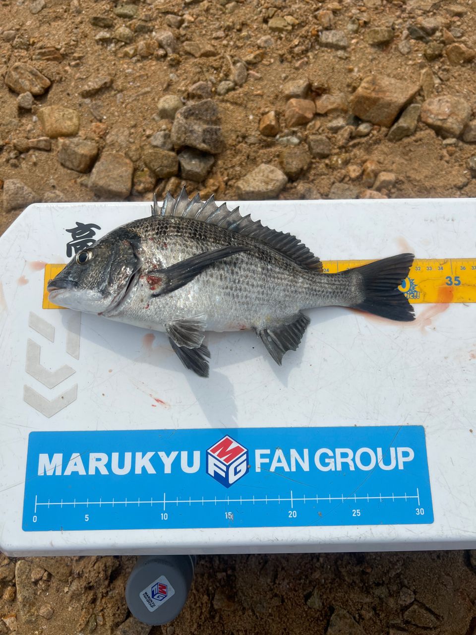 DAIWA 20銀狼王牙 AGS 1号-53・Rの最安値・インプレ・釣果 | 本音の