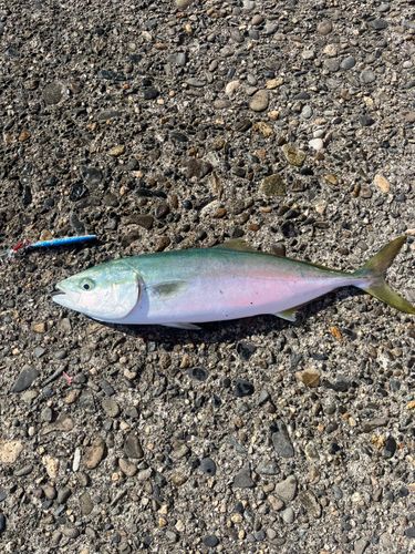 イナダの釣果