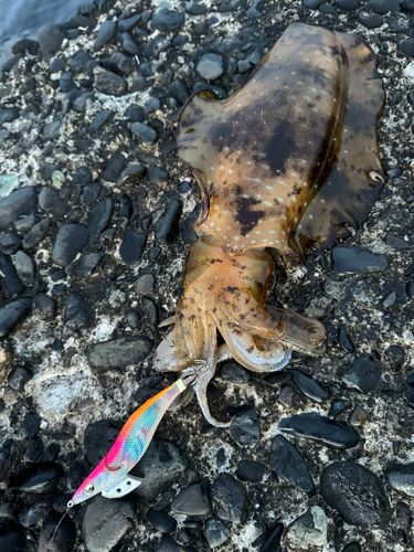 アオリイカの釣果
