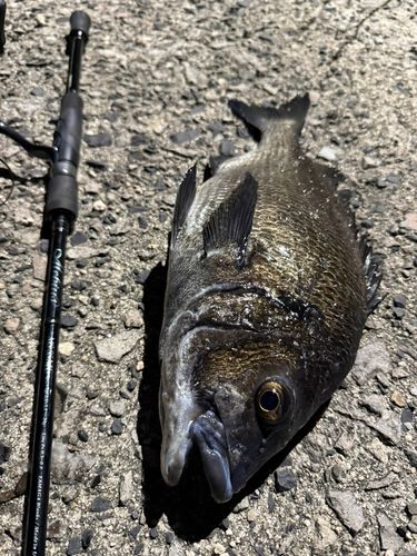 チヌの釣果
