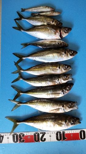 アジの釣果