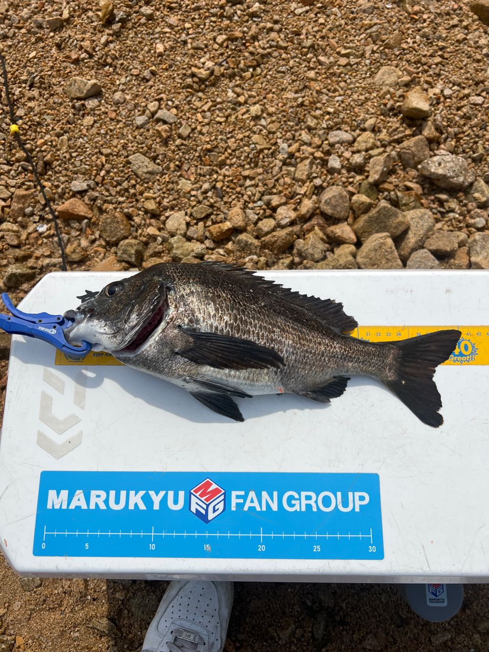 DAIWA 20銀狼王牙 AGS 1号-53・Rの最安値・インプレ・釣果 | 本音の