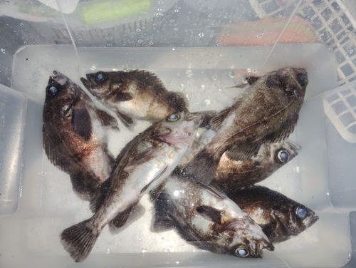 メバルの釣果