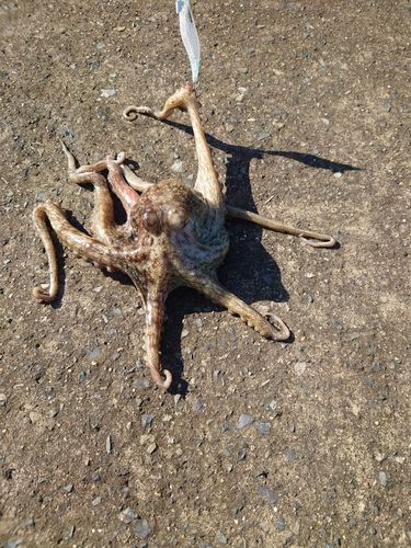 タコの釣果