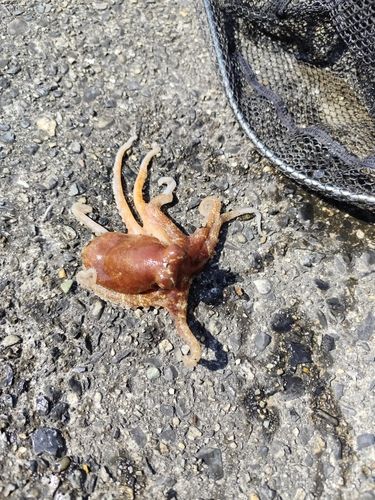 タコの釣果