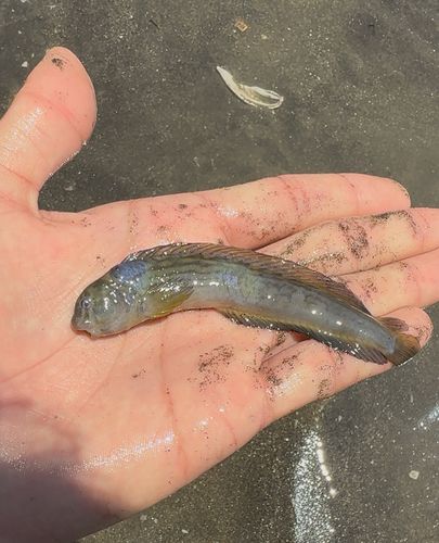 ハゼの釣果