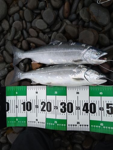 サクラマスの釣果