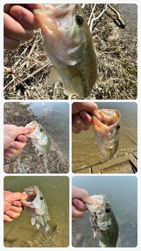 ブラックバスの釣果