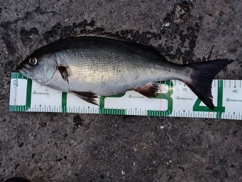 イサキの釣果
