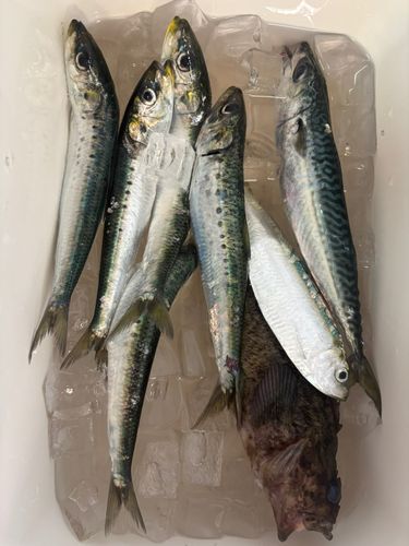 サバの釣果
