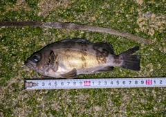 シロメバルの釣果