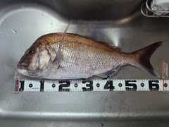 マダイの釣果