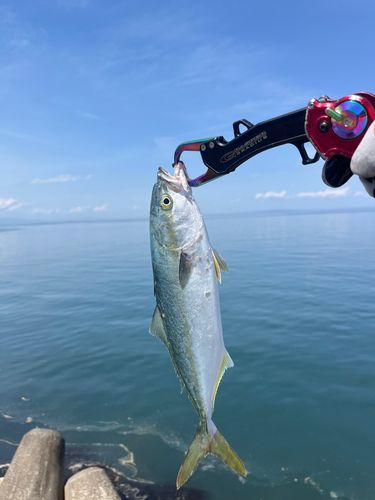 ツバイソの釣果