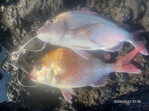 タイの釣果
