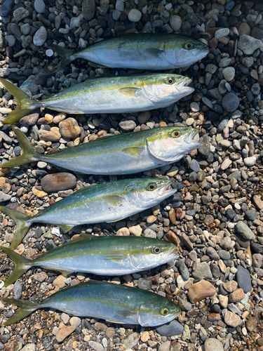 ワカシの釣果