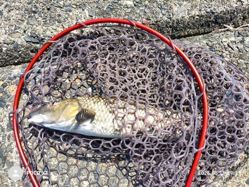 コイの釣果