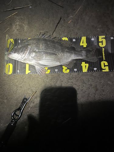 クロダイの釣果