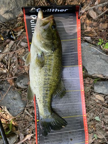 ラージマウスバスの釣果