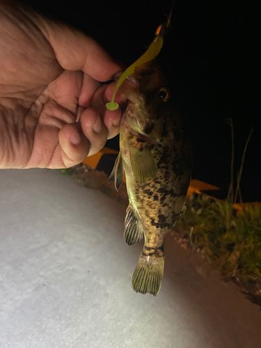 タケノコメバルの釣果