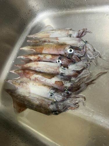 ヤリイカの釣果