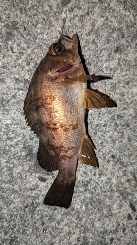 アカメバルの釣果
