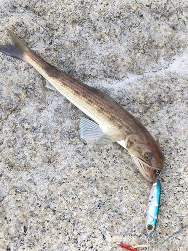 エソの釣果