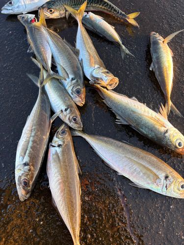 エソの釣果