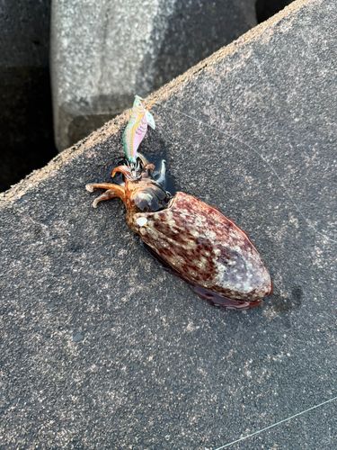コウイカの釣果