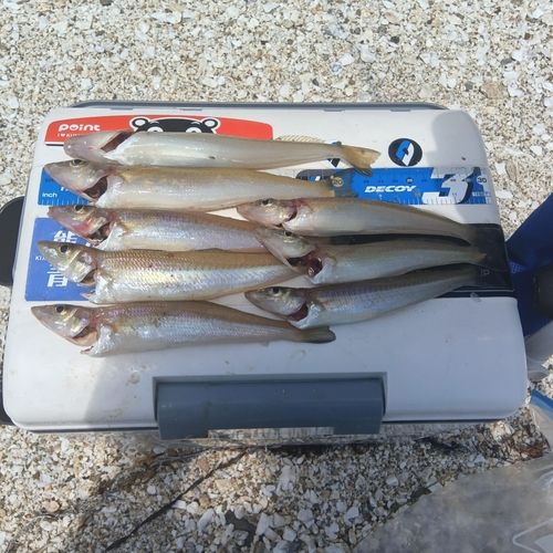 キスの釣果