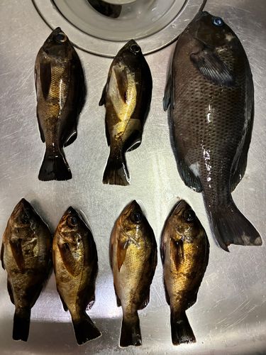 メジナの釣果