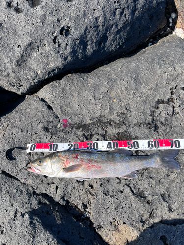 スズキの釣果